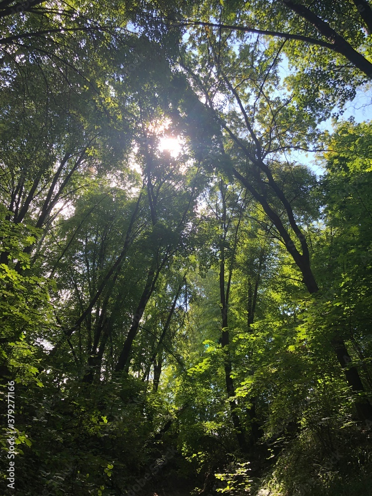 sun shining through trees sun shining through trees