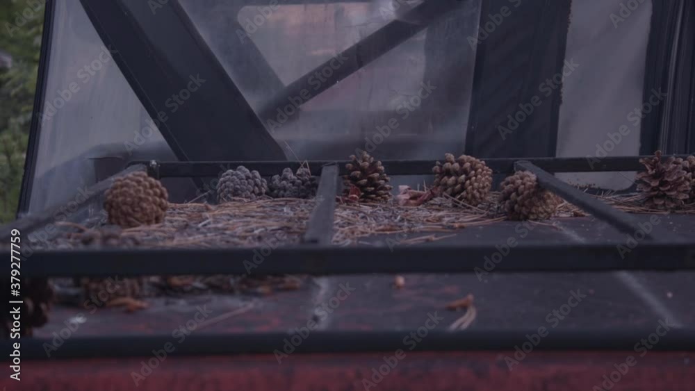 Car dump. Some pine cone on the roof of a car. Part of a series of shots.
