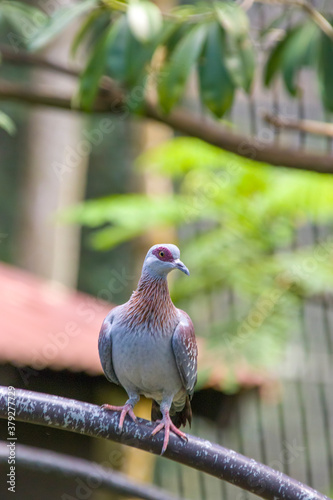 The speckled pigeon (Columba guinea), or African rock pigeon, is a pigeon that is a resident breeding bird in much of Africa south of the Sahara © Danny Ye