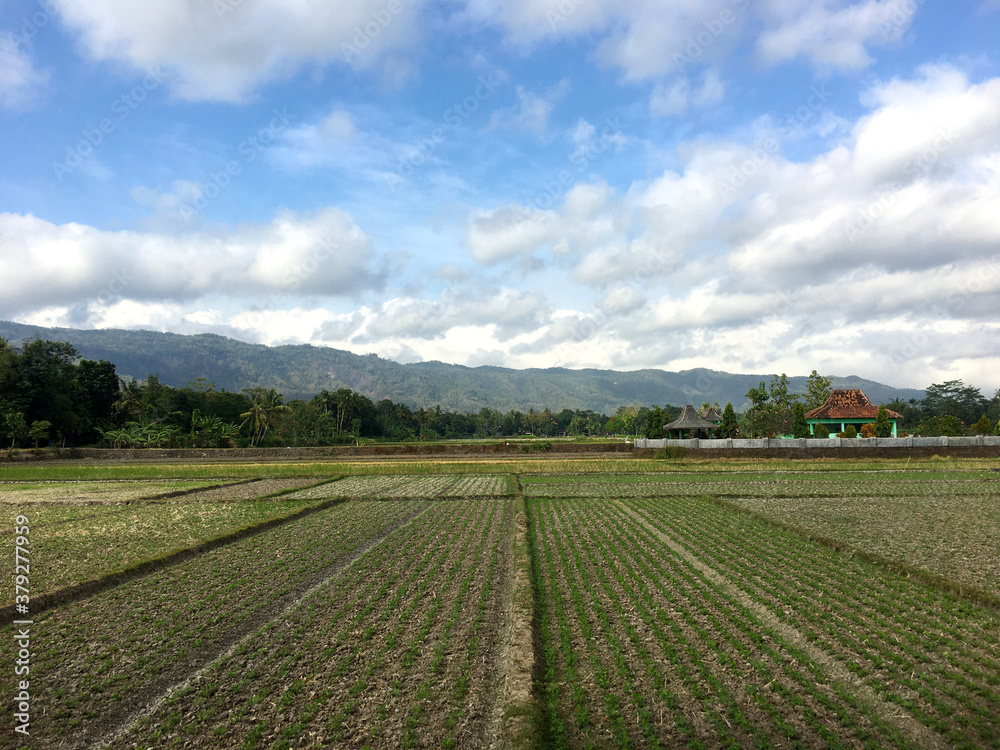 bean fields with a beautiful background