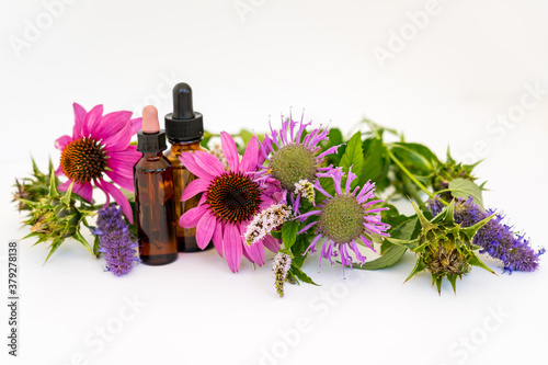 Fotografie Layout of herbs - echinacea, lemon balm, monarda grass (oswego tea), milk thistl