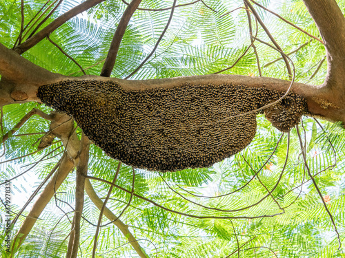 Close up Huge Beehive of Giant Honey Bees on Tree Branch photo