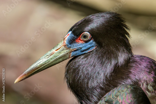 The Abdim's stork (Ciconia abdimii) is a black stork with grey legs, red knees and feet, grey bill and white underparts. It has red facial skin in front of the eye and blue skin near the bill. photo