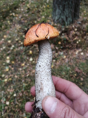 mushrooms in the forest