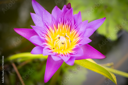 Close up beautiful pink water lily or lotus flower in the water pool on the garden nature spring background.