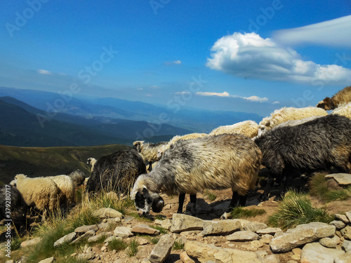 Flock of sheep in the mountains. Location of the Carpathians, Ukraine.