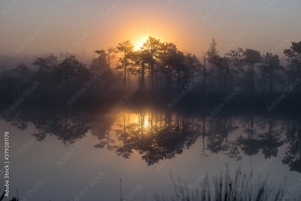 magical sunrise landscape from the bog in the early morning, tree silhouettes in the morning mist, blurred background in the mist, traditional bog vegetation, Madiesēni bog, Latvia magical sunrise landscape from the bog in the early morning, tree silhouettes in the morning mist, blurred background in the mist, traditional bog vegetation, Madiesēni bog, Latvia