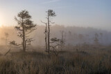 magical sunrise landscape from the bog in the early morning, tree silhouettes in the morning mist, blurred background in the mist, traditional bog vegetation, Madiesēni bog, Latvia