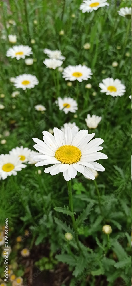 daisies in a field daisies in a field
