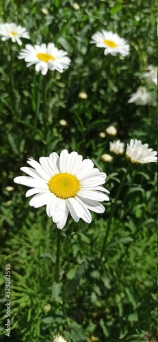 daisies in a field