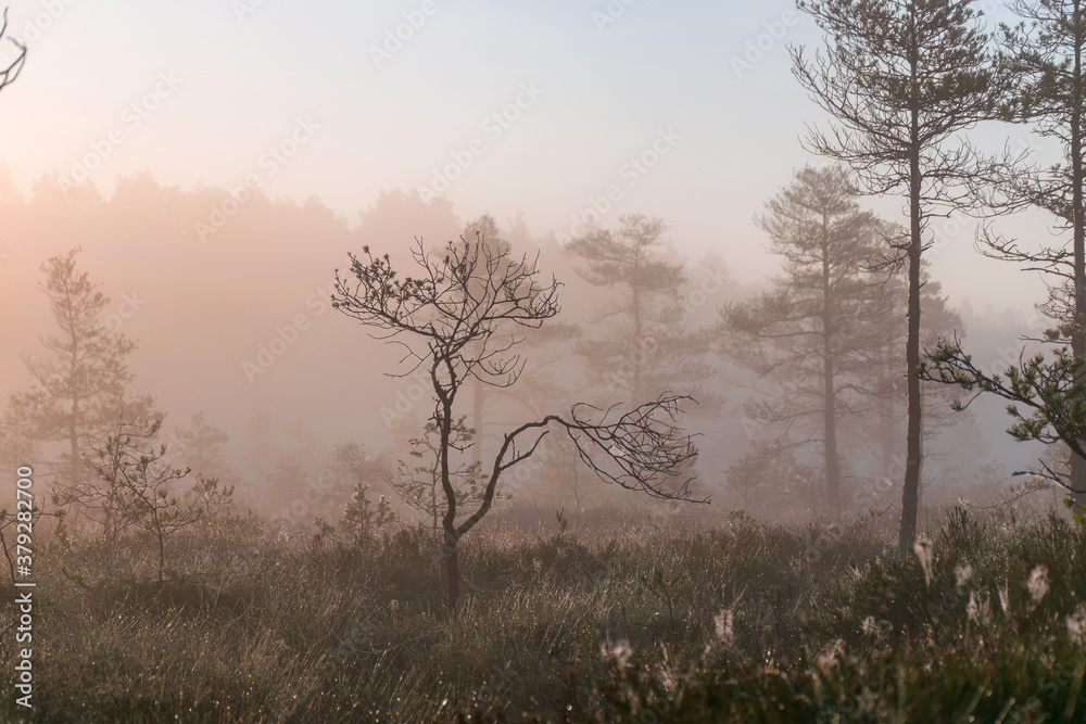 magical sunrise landscape from the bog in the early morning, tree silhouettes in the morning mist, blurred background in the mist, traditional bog vegetation, Madiesēni bog, Latvia magical sunrise landscape from the bog in the early morning, tree silhouettes in the morning mist, blurred background in the mist, traditional bog vegetation, Madiesēni bog, Latvia