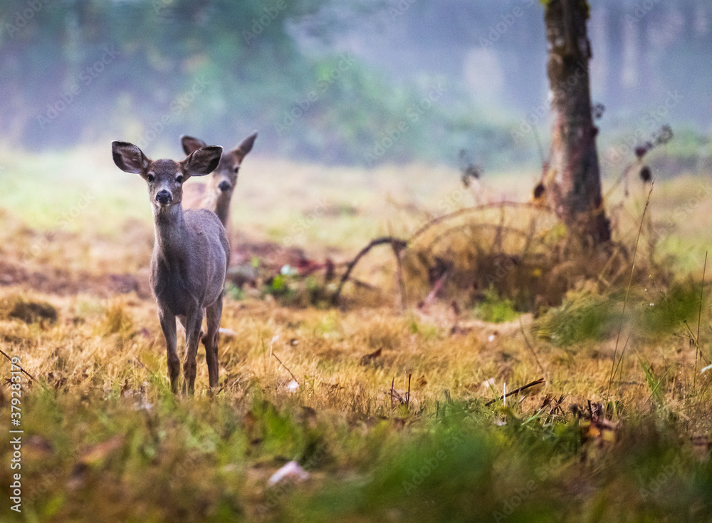 2 curious little deer fawns staring at the camera