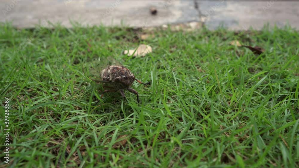 Giant cicadidae crawling at field Giant cicadidae crawling at field