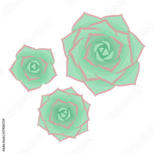 Succulents isolated on white background. The view from the top. Vector illustration.