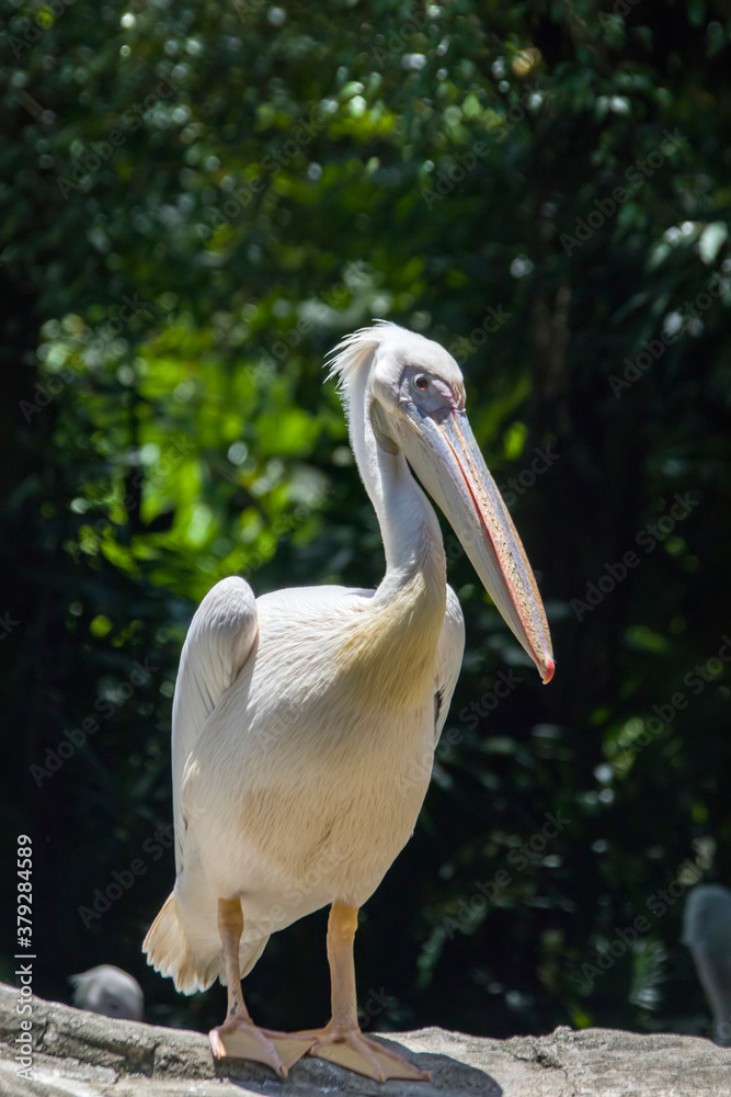 The great white pelican (Pelecanus onocrotalus) is a bird in the pelican family. It breeds from southeastern Europe through Asia and Africa, in swamps and shallow lakes.