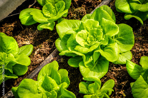 Fresh organic green butterhead lettuce growing on a natural farm. Photosynthesis salad vegetables growth on the soil in the plantation. chlorophyll leaf crop bio cover concept. Top view