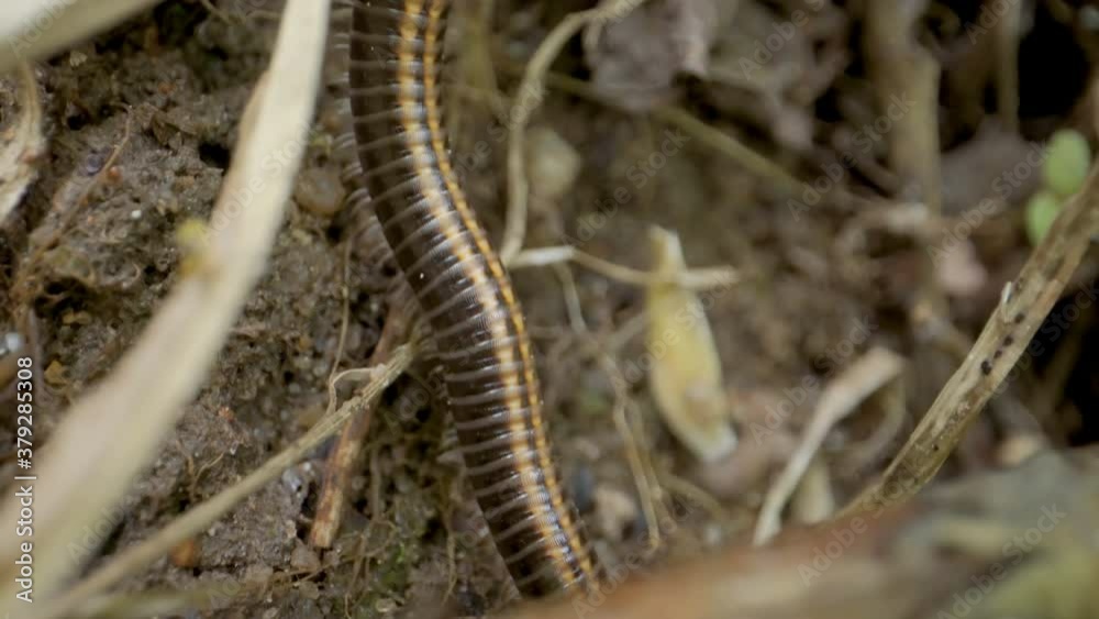 A crawling black worm on the ground in the forest A crawling black worm on the ground in the forest