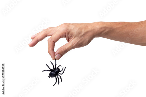 hand holding black spider isolated on a white background