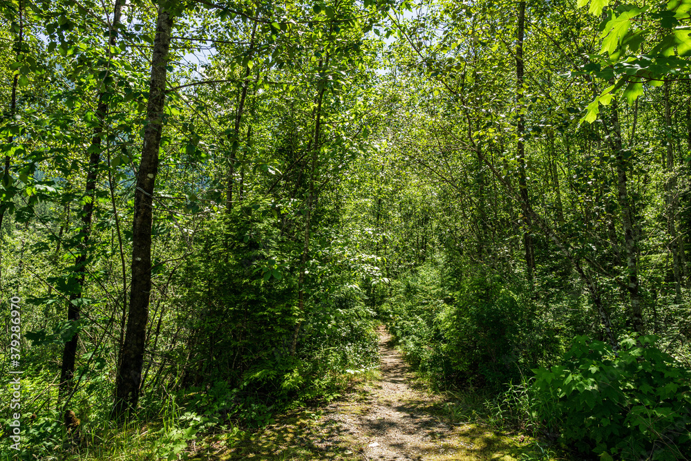 Fototapeta premium Empty hiking trail in Golden Ears Provincial Park British Columbia Canada.