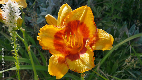 Blooming Yellow hemerocallis of large-flowered sort   Fooled Me closeup on blurred background of garden  selective focus.