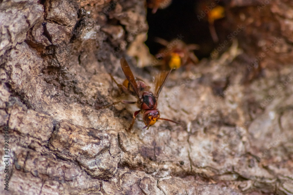 European hornets defend the entry of their hornets nest against invaders and are a dangerous and poisonous pest that build colony with stinging yellow jackets in tree trunks with aggressive attack European hornets defend the entry of their hornets nest against invaders and are a dangerous and poisonous pest that build colony with stinging yellow jackets in tree trunks with aggressive attack