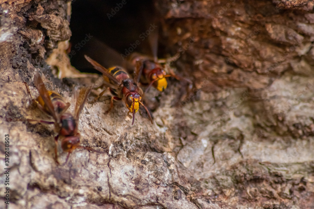 European hornets defend the entry of their hornets nest against invaders and are a dangerous and poisonous pest that build colony with stinging yellow jackets in tree trunks with aggressive attack European hornets defend the entry of their hornets nest against invaders and are a dangerous and poisonous pest that build colony with stinging yellow jackets in tree trunks with aggressive attack