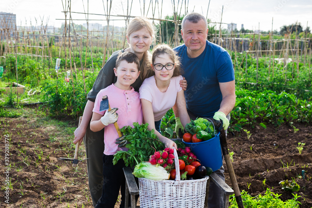 Obraz premium Portrait of positive family of four in backyard garden with gathered greens and vegetables