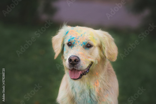 Golden retriever in Holi paints