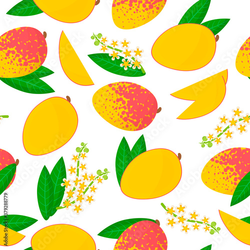Fototapeta Naklejka Na Ścianę i Meble -  Vector cartoon seamless pattern with Mangifera indica or Mango exotic fruits, flowers and leafs on white background