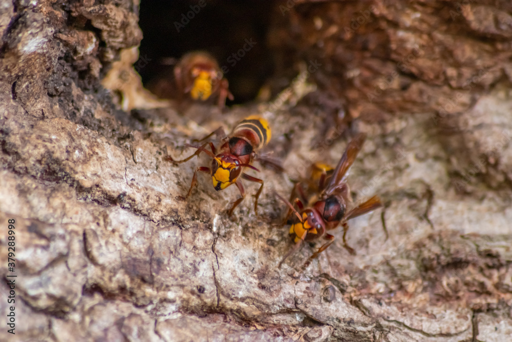 European hornets defend the entry of their hornets nest against invaders and are a dangerous and poisonous pest that build colony with stinging yellow jackets in tree trunks with aggressive attack European hornets defend the entry of their hornets nest against invaders and are a dangerous and poisonous pest that build colony with stinging yellow jackets in tree trunks with aggressive attack