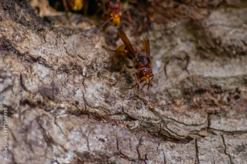 European hornets defend the entry of their hornets nest against invaders and are a dangerous and poisonous pest that build colony with stinging yellow jackets in tree trunks with aggressive attack © sunakri