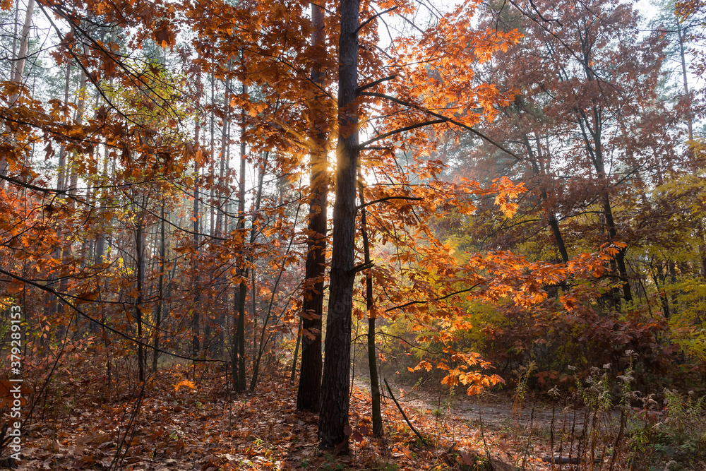 Section of the forest backlit at autumn morning