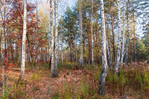 Section of the deciduous and coniferous forest at autumn morning