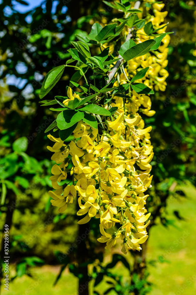 Laburnum plant (Laburnum anagyroides) blooming at spring in a park Laburnum plant (Laburnum anagyroides) blooming at spring in a park