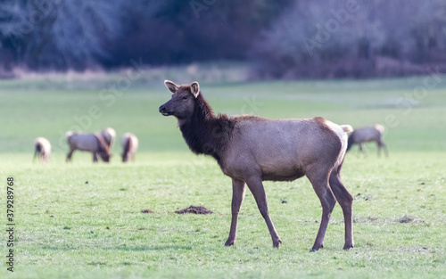 elk in field of grass