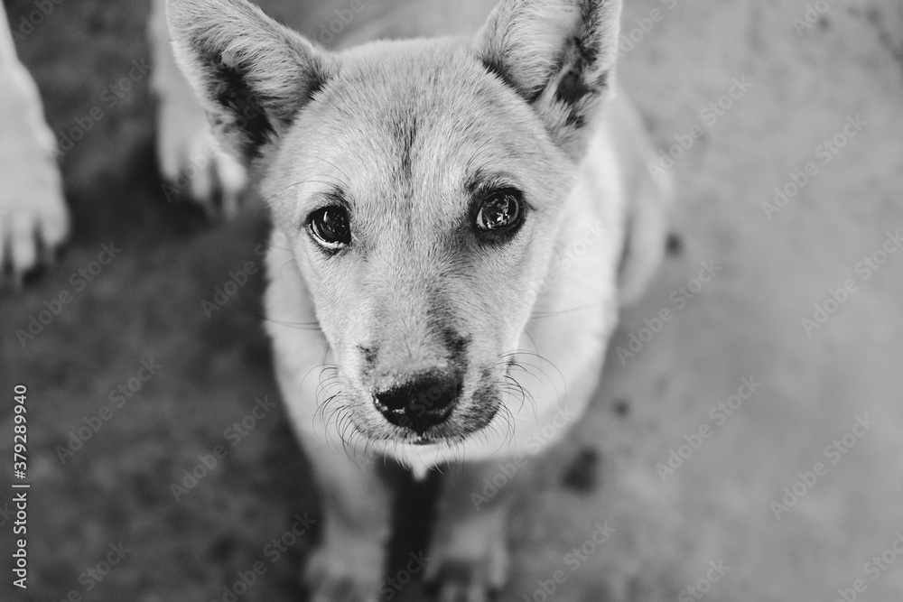 Obraz premium The stray abandoned dog resting on the concrete wall. Street canine looking at the camera. Homeless mongrel pooch waiting for the new owner. Black and White Tones