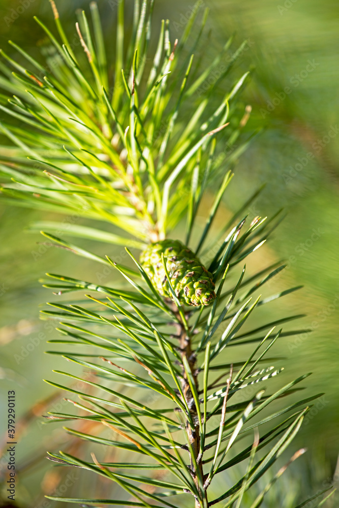 branch christmas tree with pine cone on blurred bright green background, protection from covid, vertical format branch christmas tree with pine cone on blurred bright green background, protection from covid, vertical format