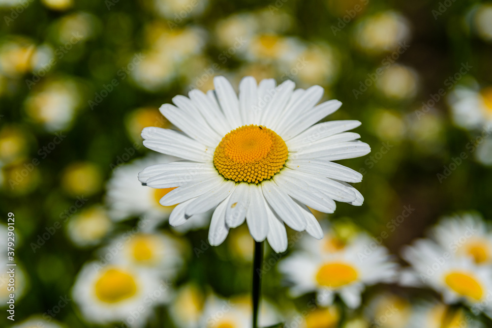 Fototapeta premium Chamomile flowers blooming in a garden at spring
