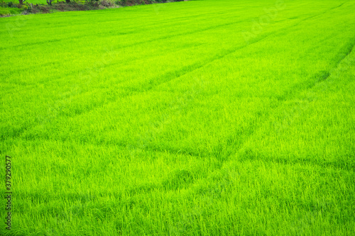 Beautiful view of agriculture green rice field landscape background, Thailand. Paddy farm plant peaceful. Environment harvest cereal. 