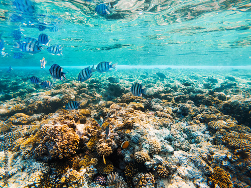 Carall reef of the red sea. Egypt