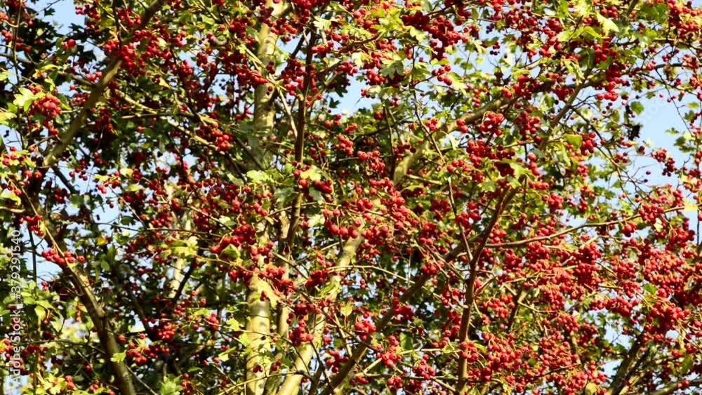 Hawthorn medicinal plant with ripe berries Hawthorn medicinal plant with ripe berries