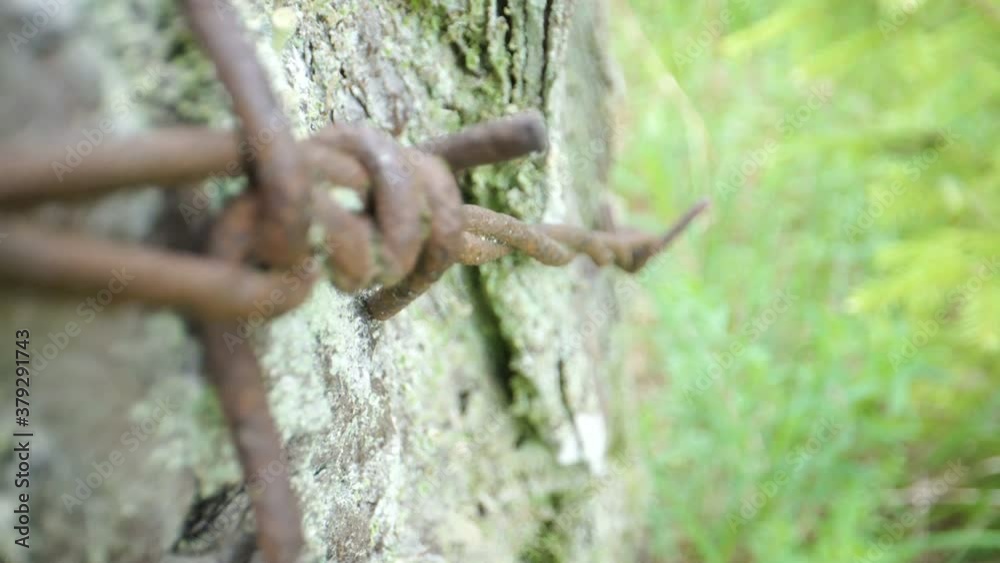 The metal wire wrapped around the tree trunk The metal wire wrapped around the tree trunk
