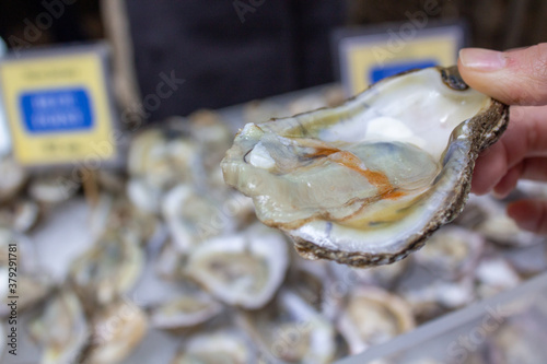 fresh oysters on the market