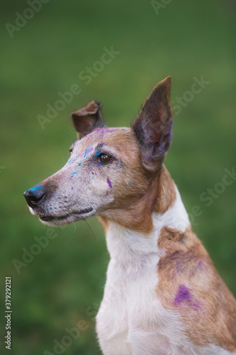 fox terrier in Holi paints