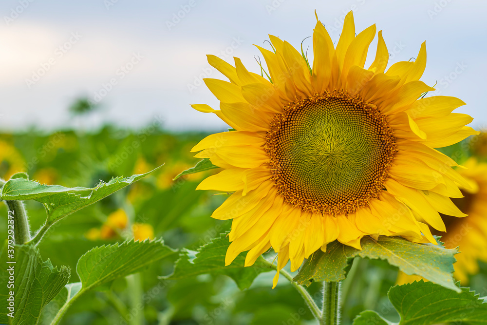 A lonely bright yellow sunflower stands against a background of a green field and a blue summer sky A lonely bright yellow sunflower stands against a background of a green field and a blue summer sky