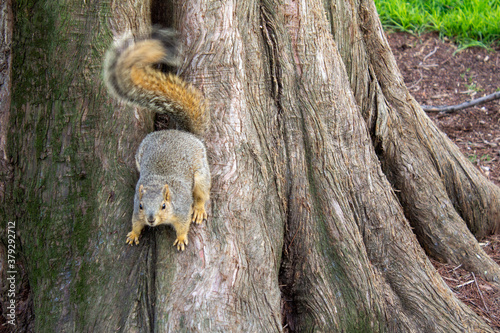 squirrel on tree