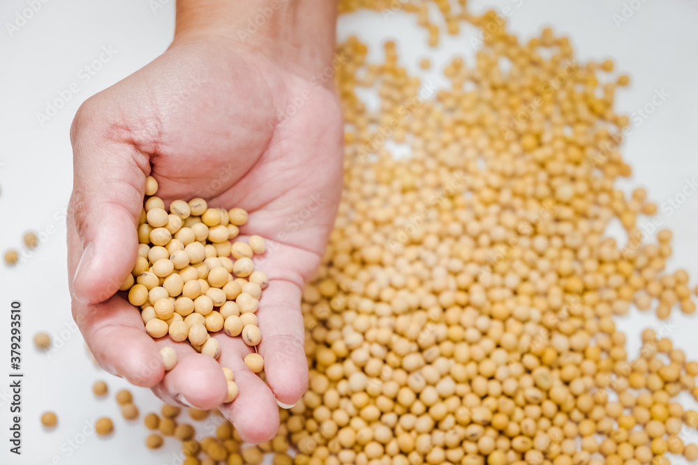Farmer harvesting soy bean on basket in cultivated field. Farmer harvesting soy bean on basket in cultivated field.