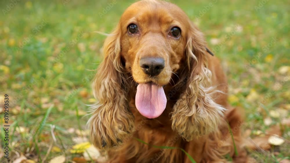 Furry brown spaniel dog with long ears licks nose and looks around sitting on blurred green meadow on autumn day closeup Furry brown spaniel dog with long ears licks nose and looks around sitting on blurred green meadow on autumn day closeup