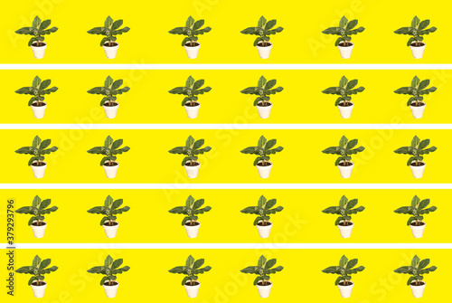 A lot of Dwarf cavendish banana plants isolated on yellow background