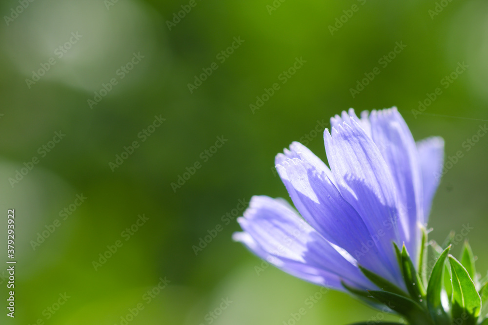 Fototapeta premium close up of a blue flower